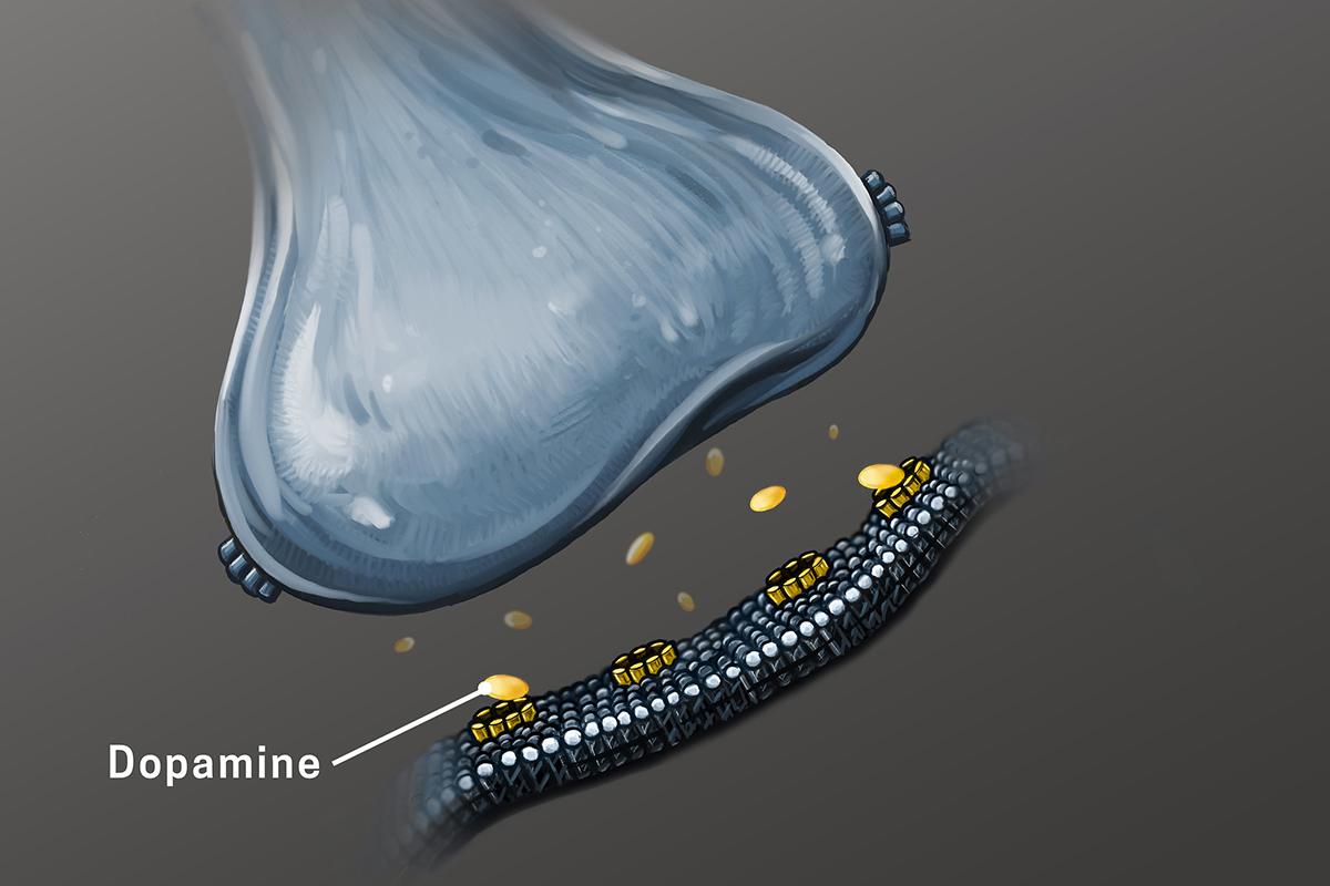 Neurotransmitter releasing dopamine