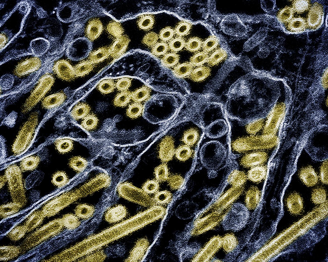 High H5N1 influenza levels found in mice given raw milk from infected ...