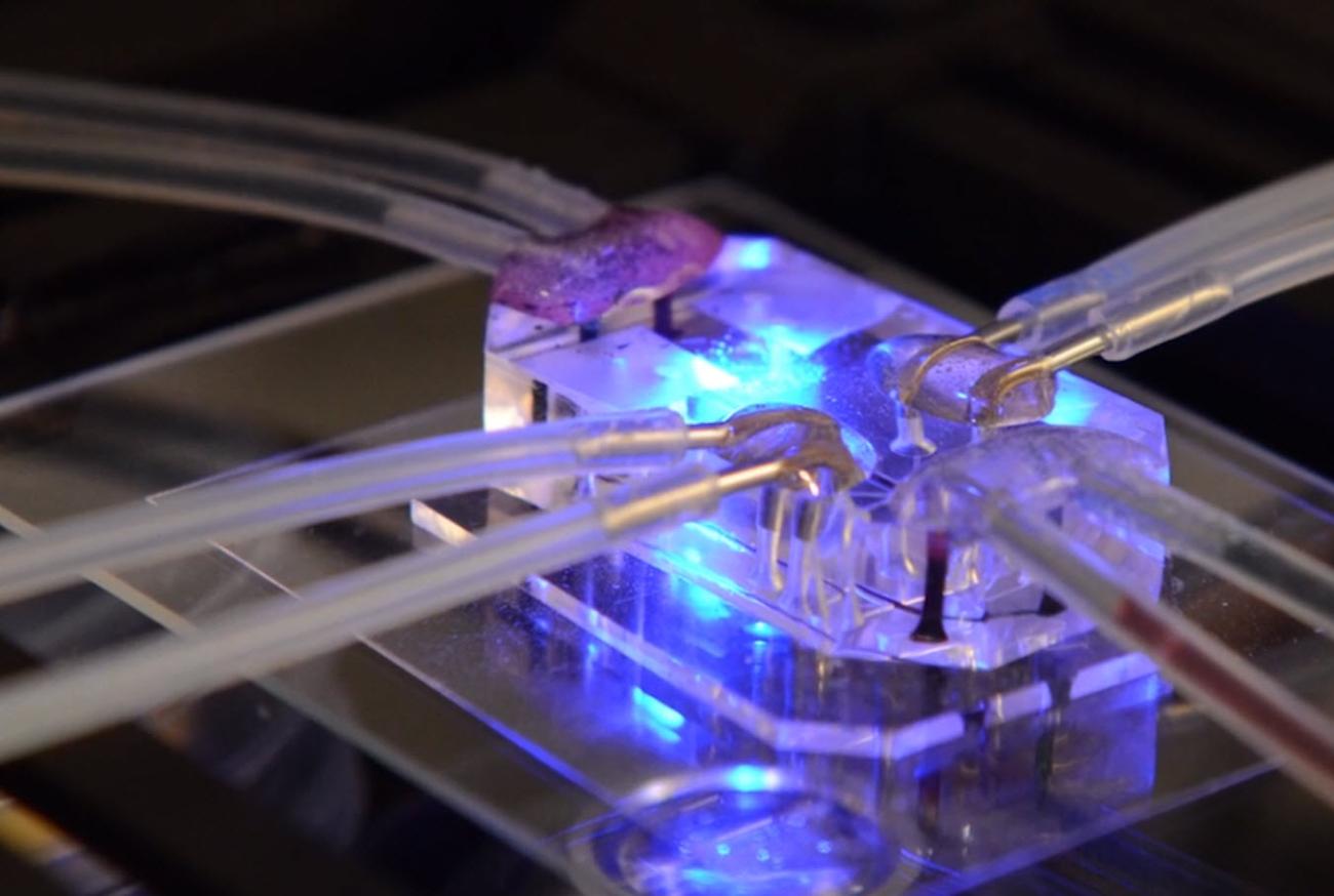 lung-chip.jpg Lung-on-a-chip.
