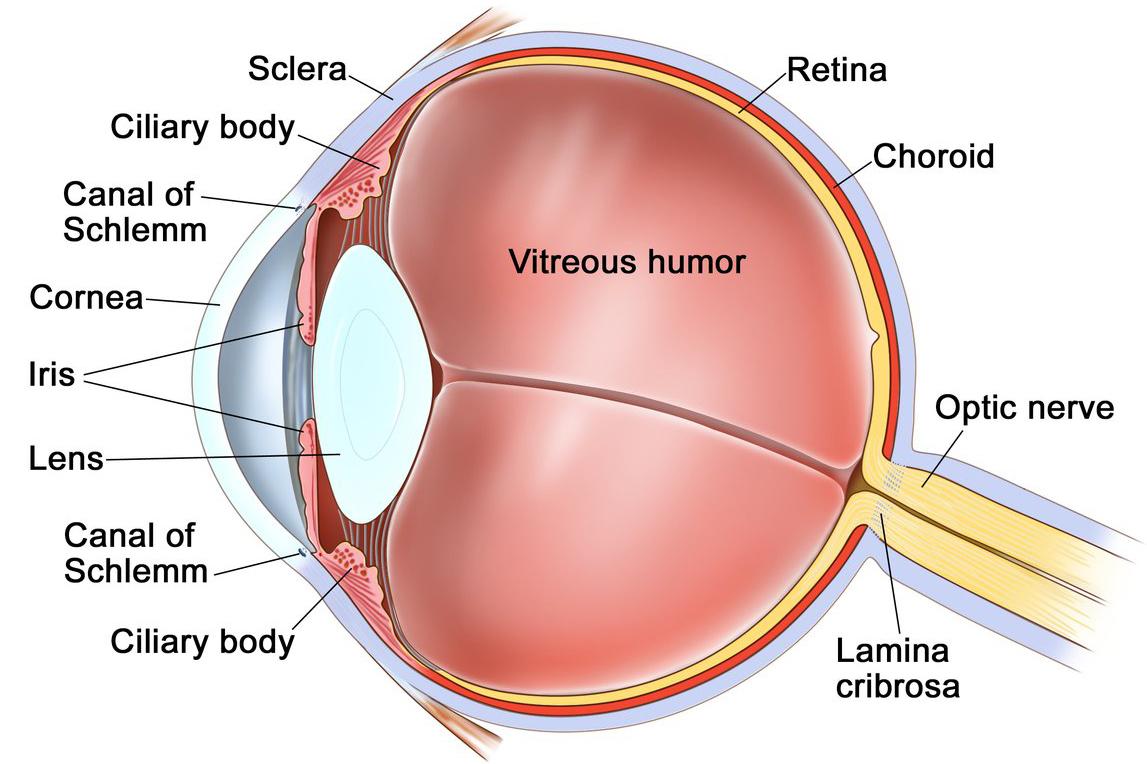 Anatomy of the eye; drawing shows the sclera, ciliary body, canal of Schlemm, cornea, iris, lens, vitreous humor, retina, choroid, optic nerve, and lamina cribrosa.