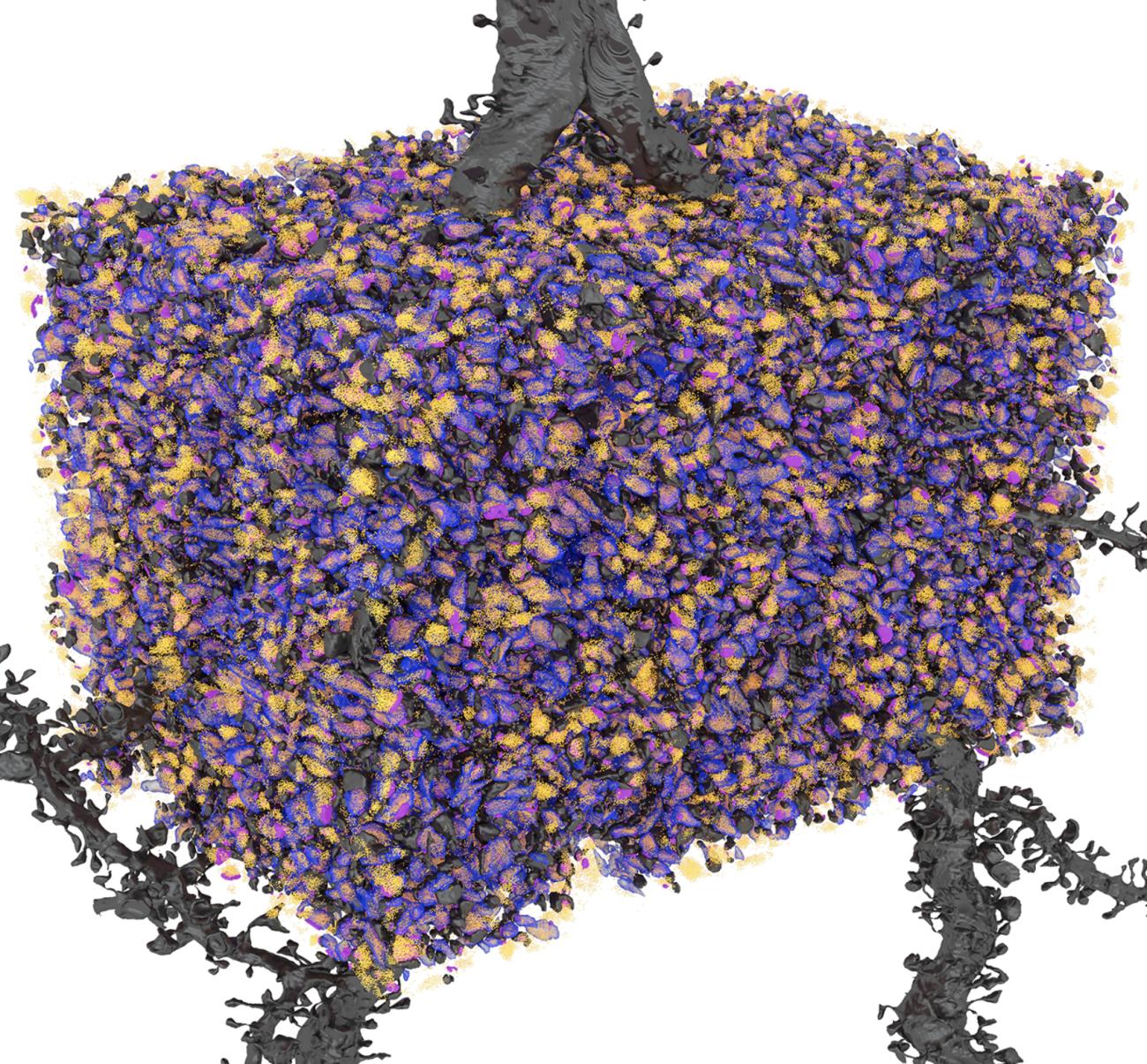 Study illuminates the structural features of memory formation at ...