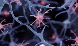 Immune cells cross blood-brain barrier during human aging