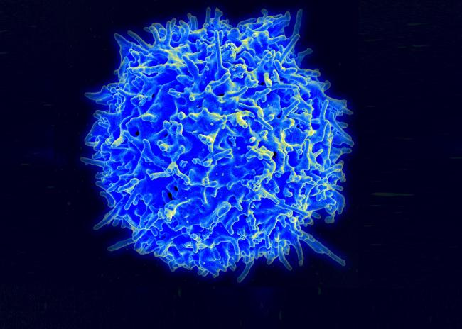 Healthy Human T Cell