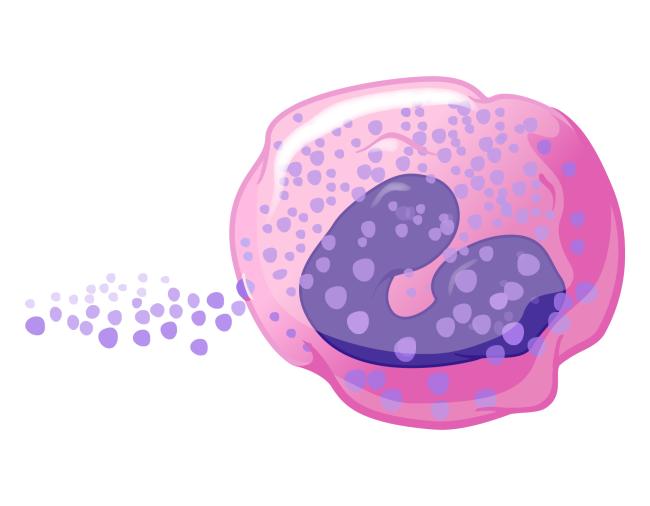 Illustration of an eosinophil. 