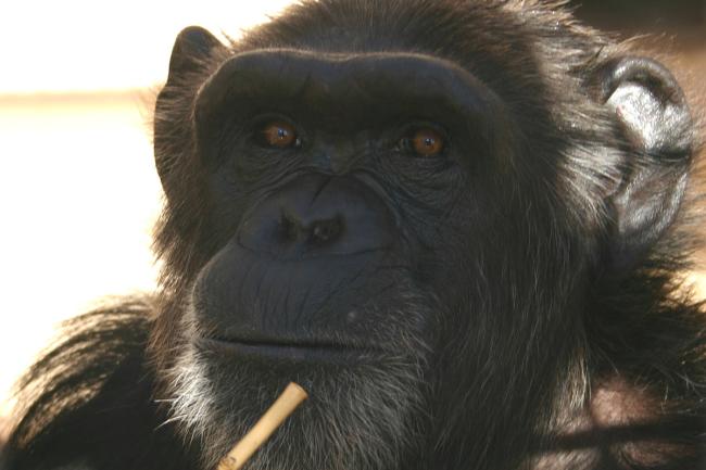 Close-up of a chimpanzee's face