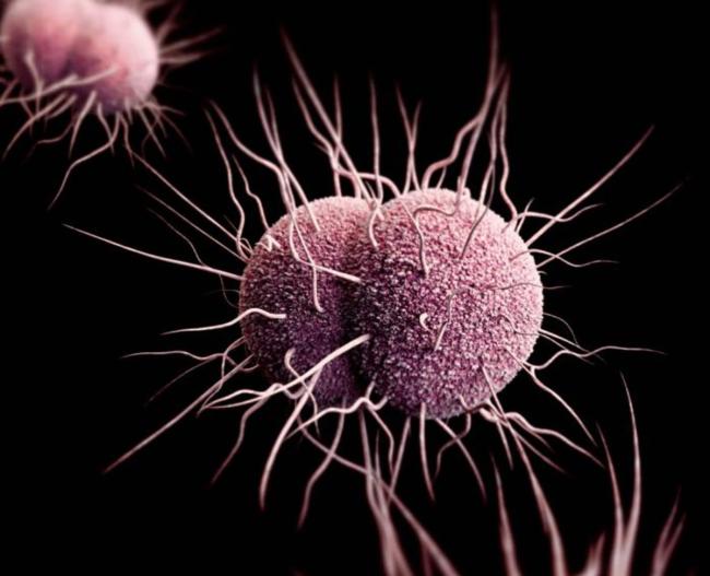 20181120-gonorrhoeae.jpg Neisseria gonorrhoeae bacteria