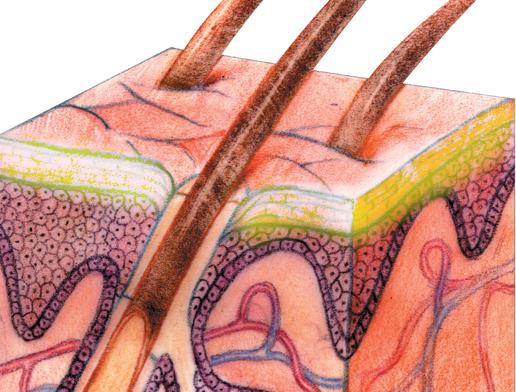20190202-niaid-skin-cross-section.jpg A drawing of a microscopic cross section of skin.