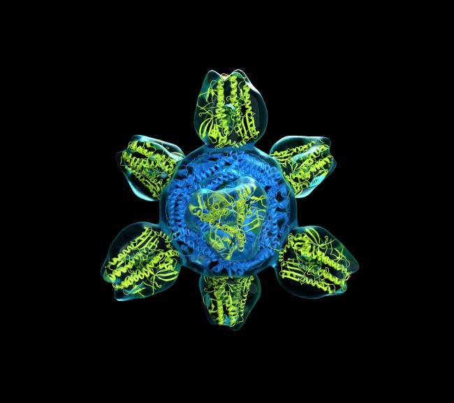 20190408-flu.jpg Prototype for a Universal Flu Vaccine