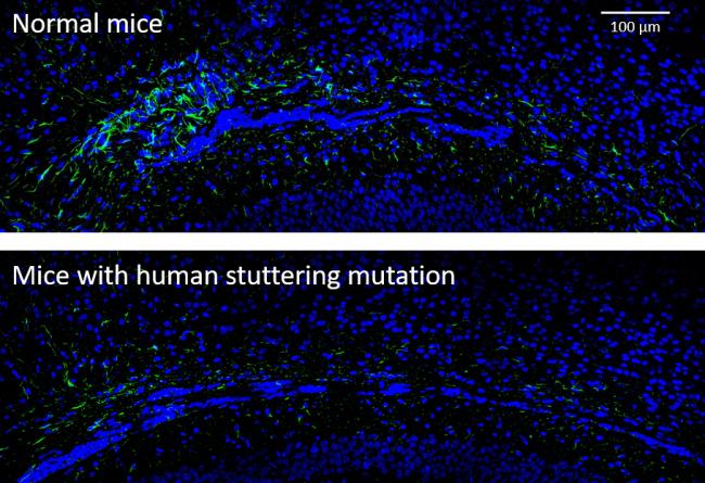 Images of astrocyte activity in mice