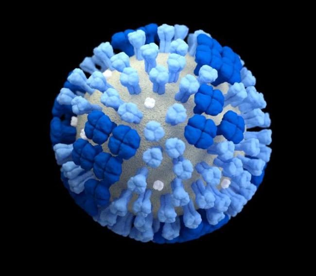 20191106-flu.jpg Illustration of a whole influenza virus with a light grey surface membrane and the virus’ surface proteins HA (light blue) and NA (dark blue).