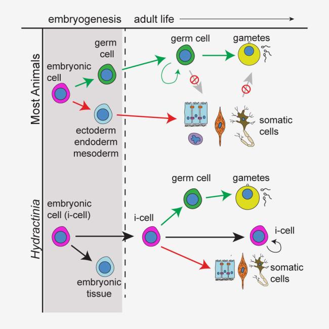 Illustration of germ cell formation
