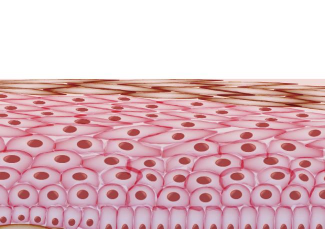 20200324-skin-stock.jpg Skin cell layers