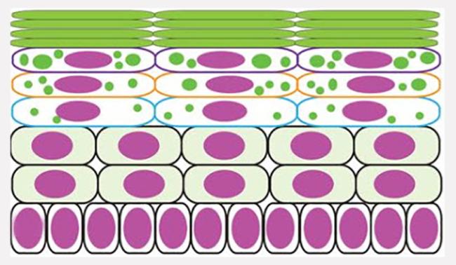Keratohyalin granule formation