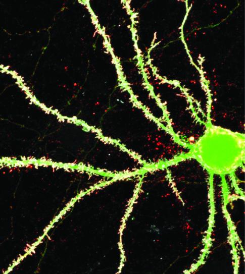 Neuron