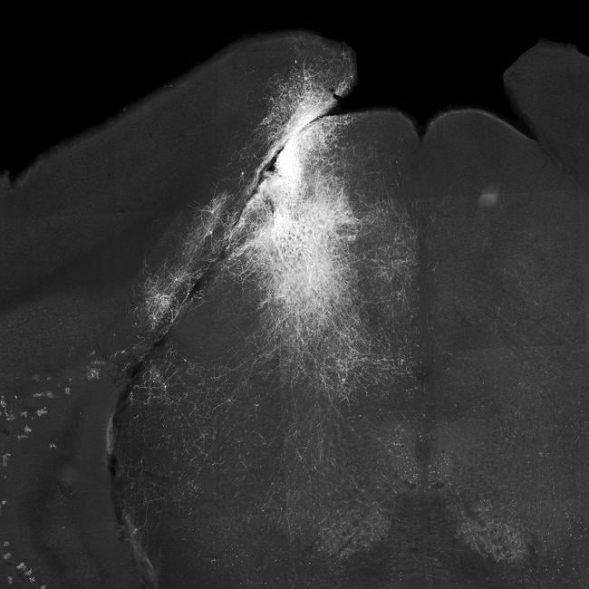 Image of a slice of mouse brain