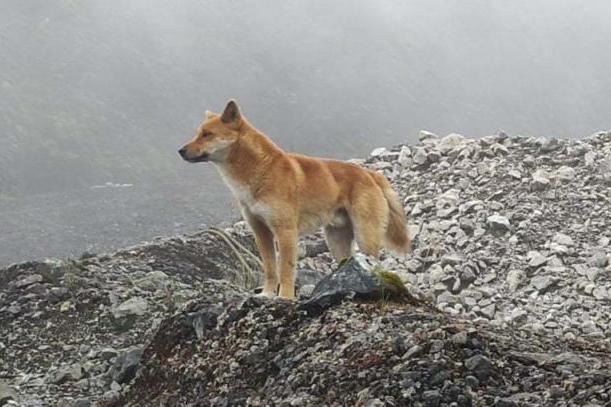 New Guinea Highland Wild Dog