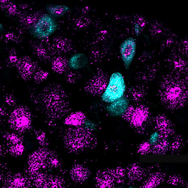 20201019-bladder-2.jpg Picture of mouse DRGs colored purple and PIEZO2 gene colored light blue.