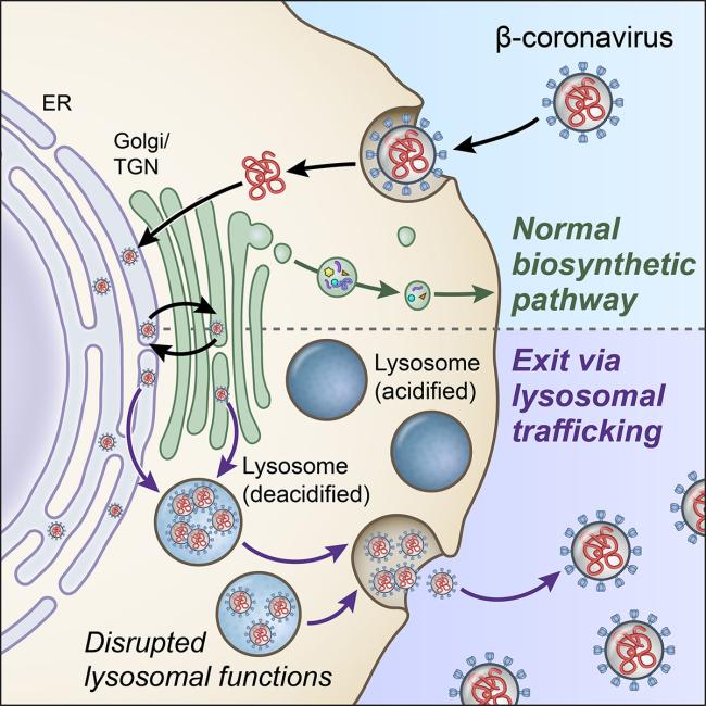 20201028-lysosome.jpg Illustration of lysosome exocytosis pathway