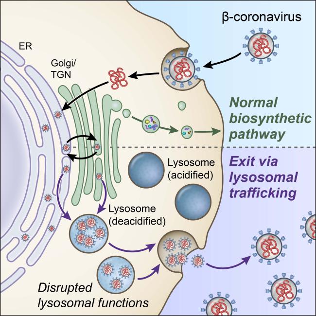 Illustration of the biosynthetic secretory pathway and lysosome exocytosis pathway