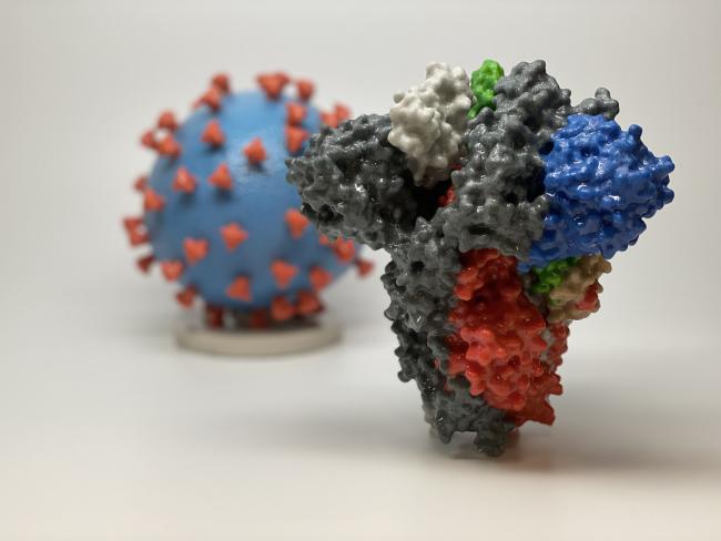 20201115-niaid-covid.jpg 3D print of a spike protein of SARS-CoV-2