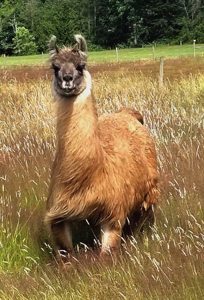 Image of Cormac the llama