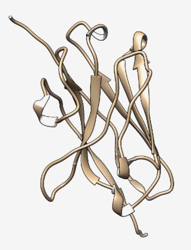 3D rendering of anti-COVID-19 nanobody