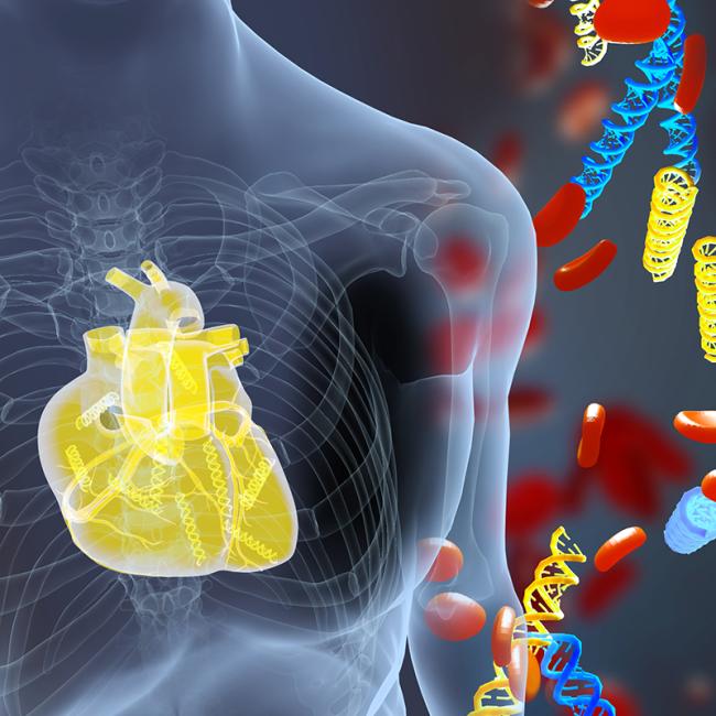 Illustration shows DNA fragments (yellow) derived from a transplanted heart alongside the patient’s own DNA (blue). A new blood test measures donor DNA fragments and detects acute heart transplant rejection earlier than current methods.