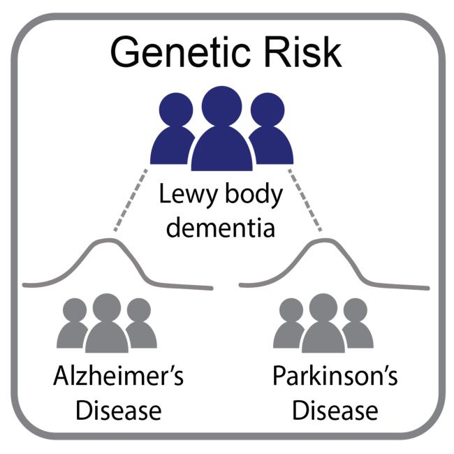 20210216-ninds-lewybody.jpg Graphic depicting genetic overlap between Lewy body dementia with Alzheimer’s and Parkinson’s diseases