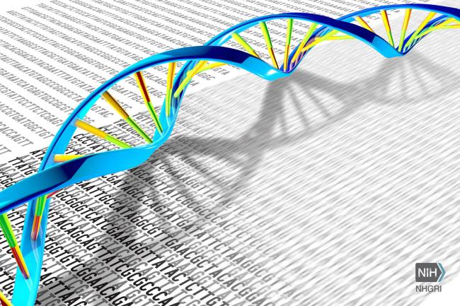 20210525-ada-scid.jpg Illustration of DNA double helix on a print-out with the DNA letters A, T, C and G