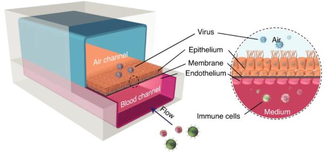 Schematic of the Airway Chip shows the air channel, blood channel, and the different tissue layers between them. 