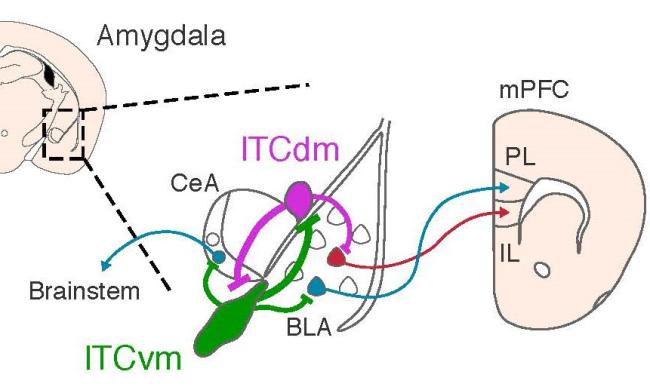 Distinct clusters of neurons located in the amygdala modulate high and low fear states via connections to other regions in the brain