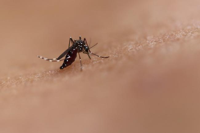 20220512-mosquito4.jpg Aedes Mosquito