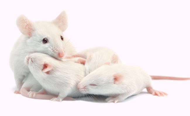 Mouse grooming pups