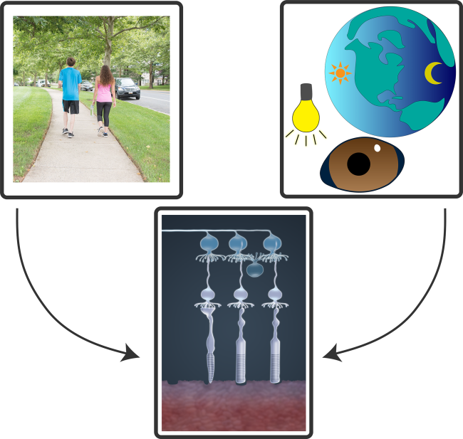 20220706-light-respose.png Illustration showing multiple functions of neuronal circuits in the retina
