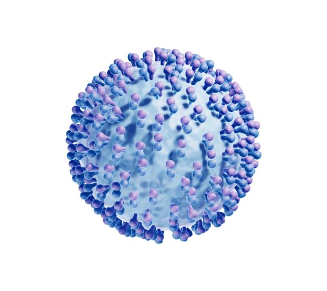 3D illustration of Hepatitis C virus
