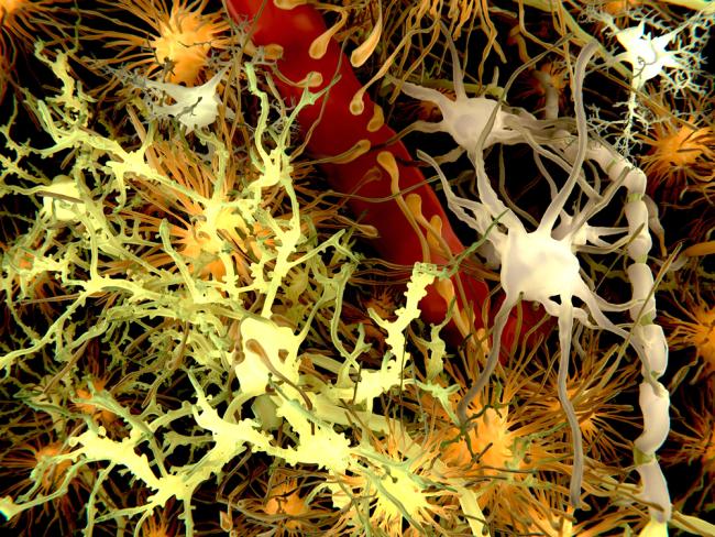 20221206-ad.jpg Illustration of various cells within the brain