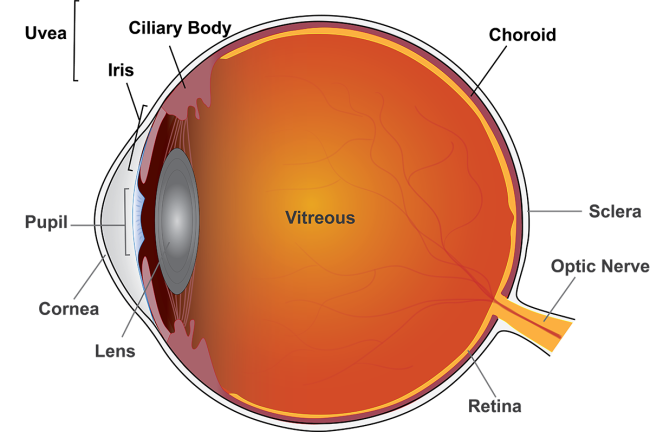 Illustration of the eye.