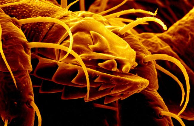 Mouth Parts of an Argas monolakensis Tick