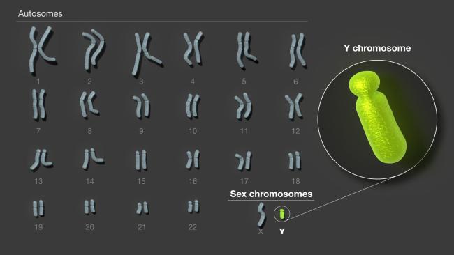 man chromosomes illustrated with the y chromosome circled and enlarged