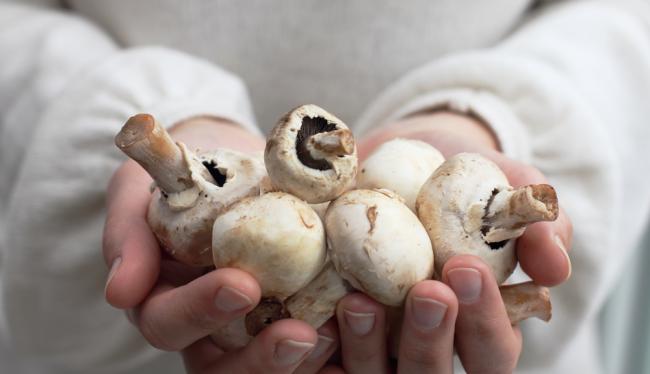 20230926-mushroom.jpg Hands holding a bunch of fresh mushrooms.