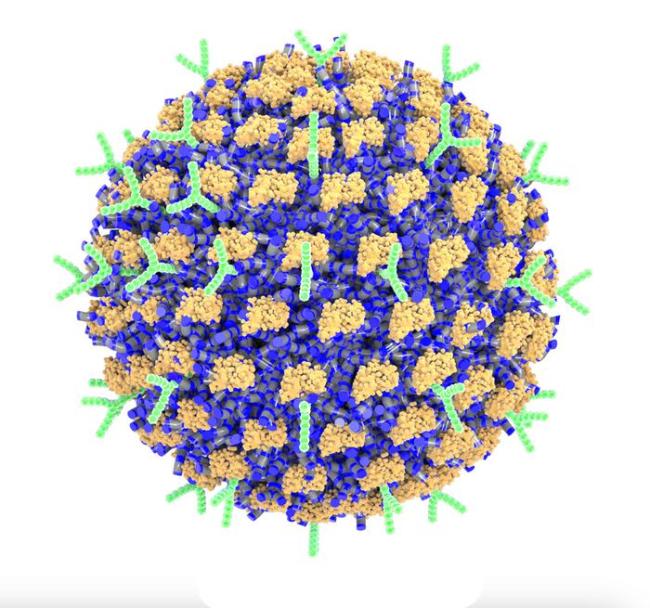 20240206-nano.jpg Spherical nanoparticle coated with clumps of protein and Y-shaped antibodies.