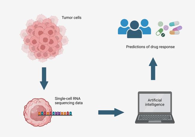 20240418-cancer-drugs.jpg flow chart of tumor > sequencing > AI analysis > drug/patient match