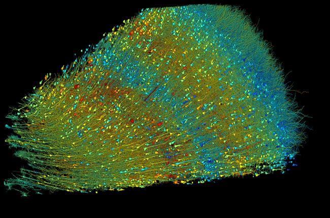 20240521-synapses-1.jpg Multicolored image of long nerve cell projections and connections.
