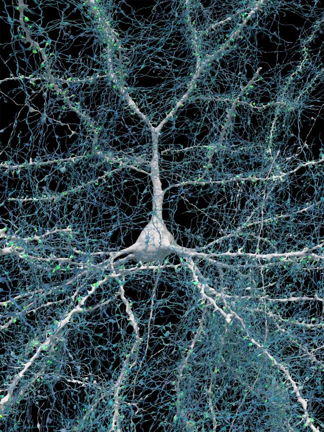 20240521-synapses.jpg Image of a large white nerve cell with long projections that are covered with green spots (synapses) and fine webbing of blue fibers, representing axons.