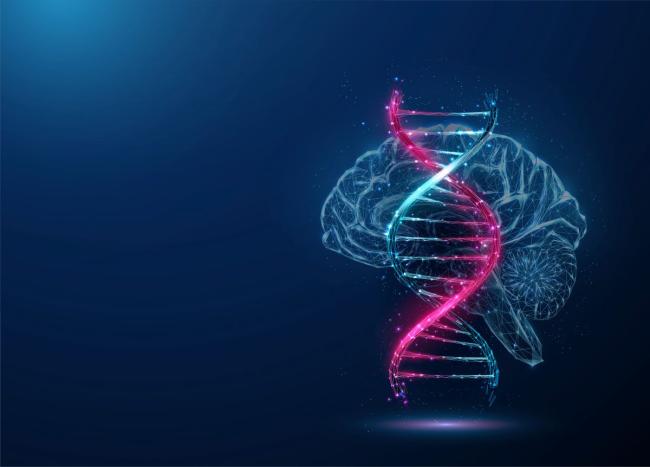 Scientists Map Networks Regulating Gene Function In The Human Brain