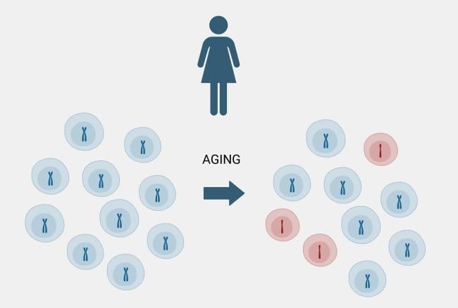 Illustration showing some women lose copies of the X chromosome as they age.