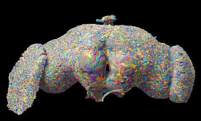 20241022-fly-1.jpg Multicolored illustration of a fly brain.