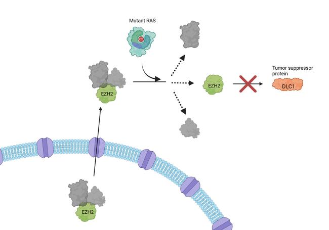 illustration of RAS protein activity