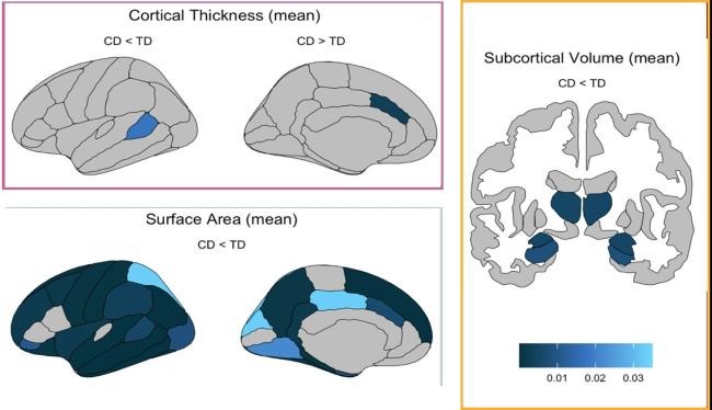 Three panels showing plots of the brain. Panel A shows mean cortical thickness, Panel B shows mean surface area, and Panel C shows mean subcortical volume