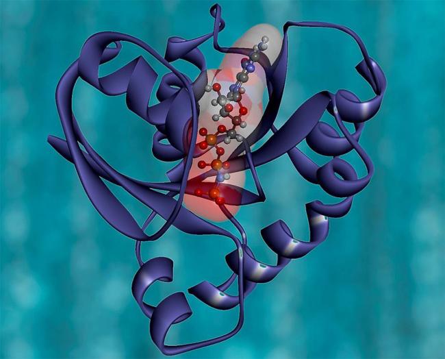 Angarus Cancer Immunotherapy | National Institutes of Health (NIH)